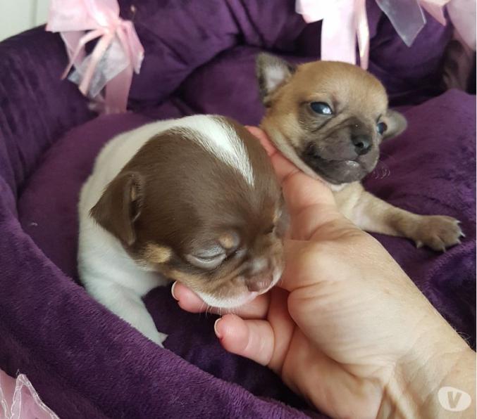 Don Chihuahuas poils courts