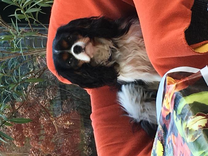 SAILLIE - CAVALIER KING CHARLES - LOF Confirmé