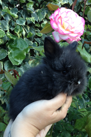 Bébés lapins nains angora peckin teddy