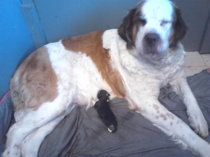 S/bernardxbouvier bernois