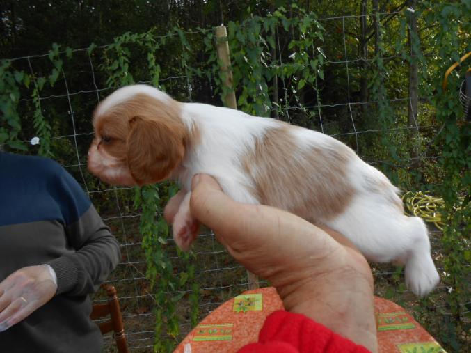 Chiot Cavalier King Charles LOF
