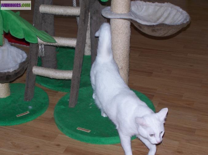 Pension pour chats tous conforts