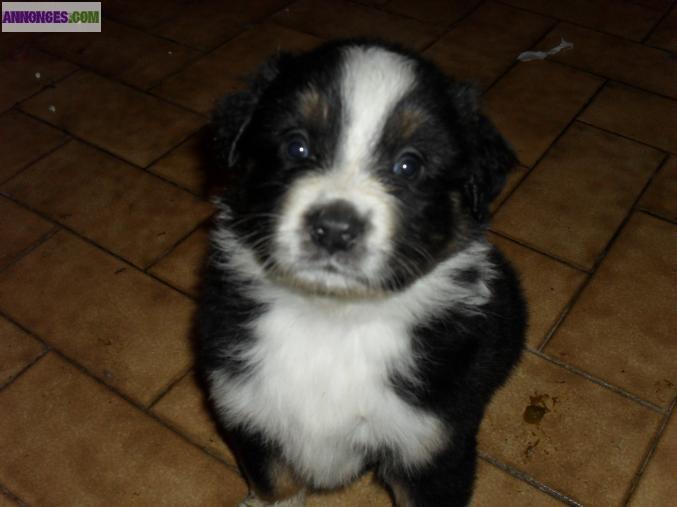 Chiots berger australien a reserver