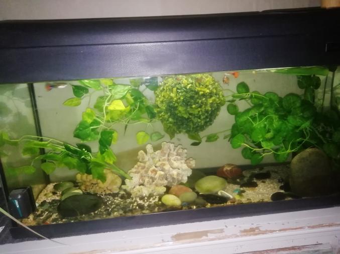 Aquarium avec 2 pompes de filtration