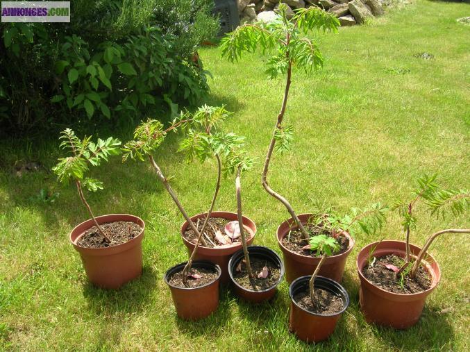 ******Magnifique sumac à petit prix*****