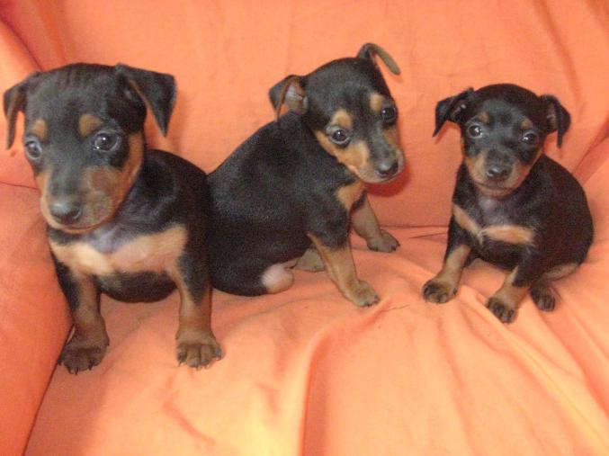 Vends chiot pinsher nain