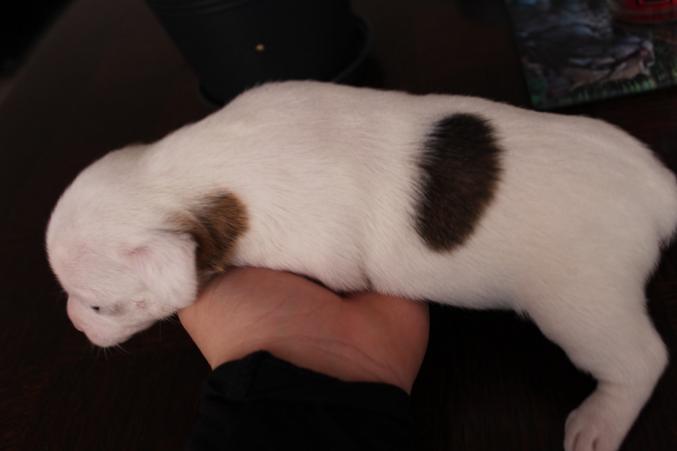 Chiot Type Jack Russell