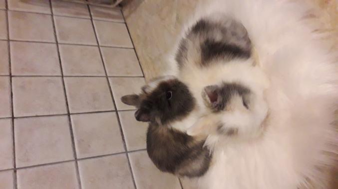 Bébés lapins teddy angora