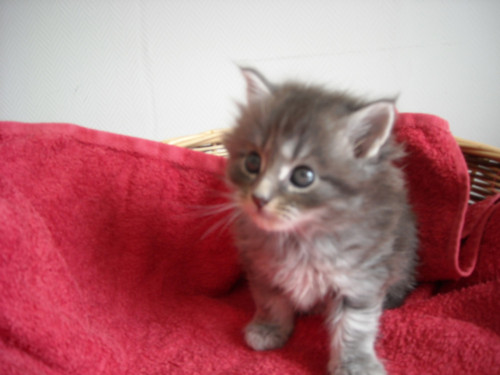 Magnifiques chatons maine coon male et femelle disponibles