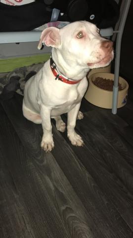 Chienne pitbull albinos