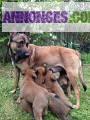 Chiots Berger Belge Malinois à réserver