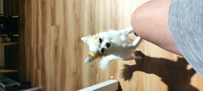 Recherche pour saillie