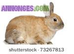 Vente de lapin a domicile