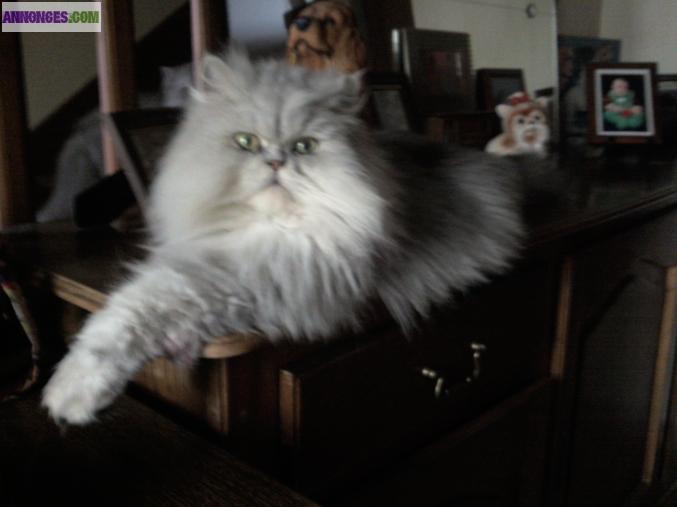 Chatons persan non loof