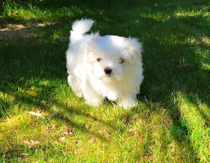 Je vous propose mes chiots Bichon Maltais