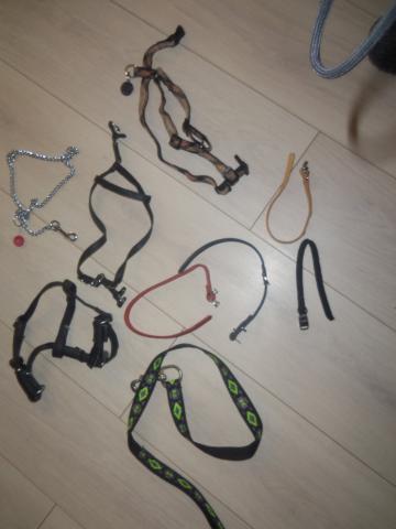 Colliers chiens