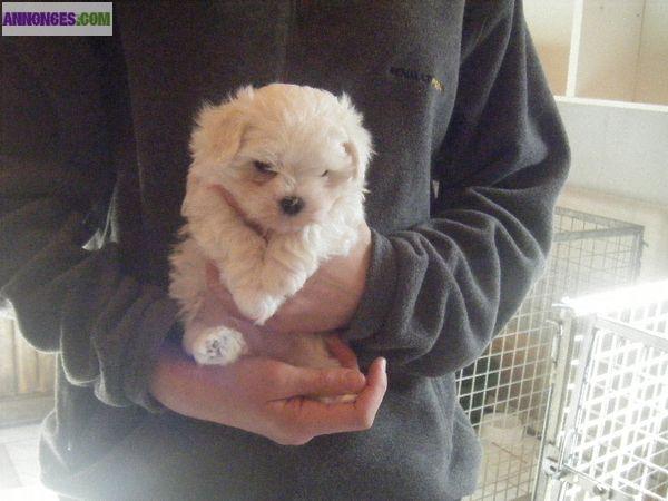 J'offre mangnifique chiot bichon maltais Lof