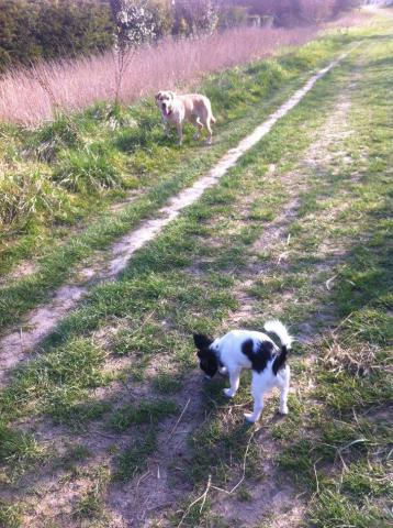 Je promène votre chien