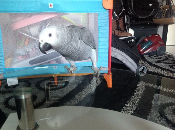 Perroquet gris du Gabon