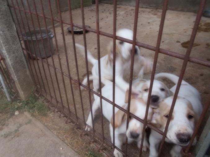 Chiot type porcelaine