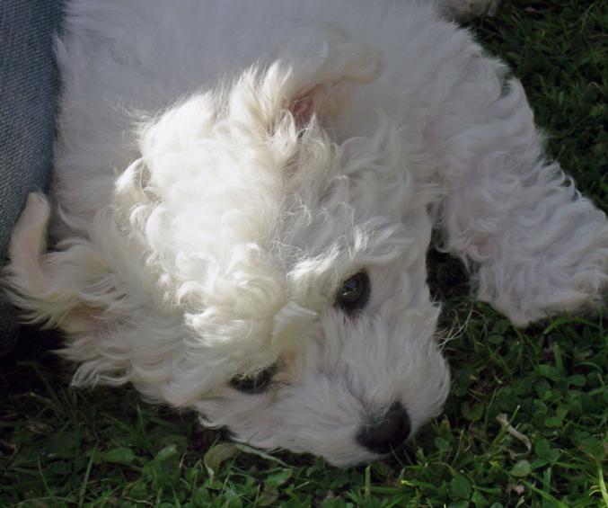 Chiots type Bichons Maltais non L.O.F.