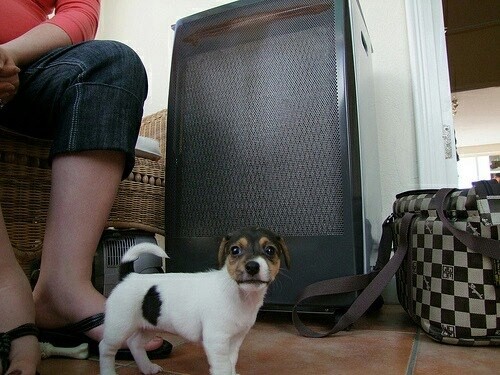 CHIOTS JACK  RUSSELL