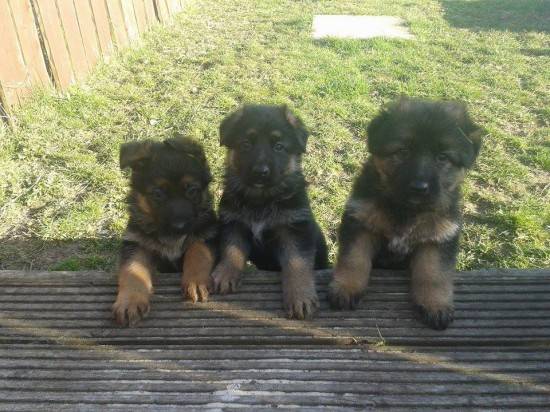 Chiots berger allemand