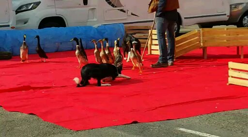 Canard coureur indien