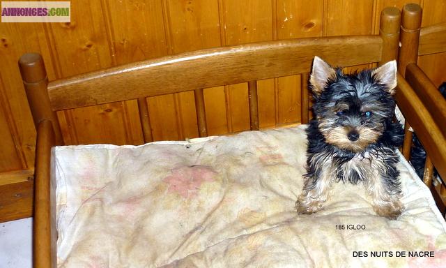 Chiots pure race yorkshire terrier