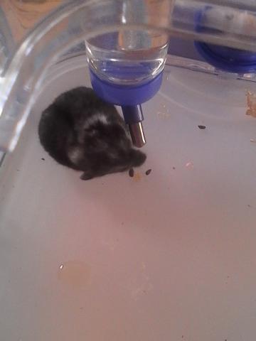 URGENT donne hamsters russes