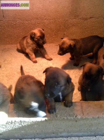 A RESERVER CHIOTS MALINOIS LOF