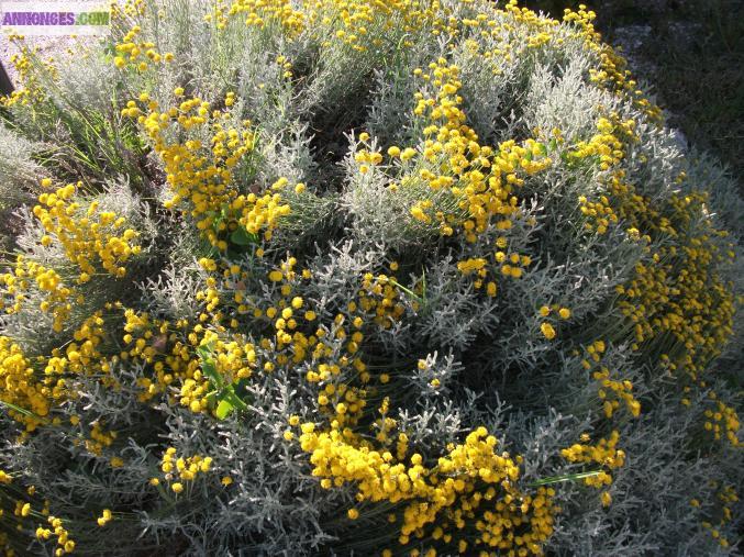 Entretien et création de jardin
