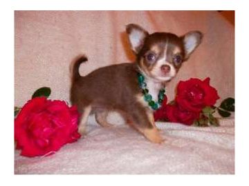 Superbes Bebes chihuahua chocolat