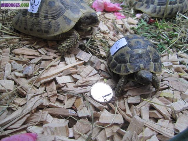 Tortues d'Hermann pucées et permis CITES