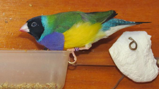 Couple oiseaux diamant