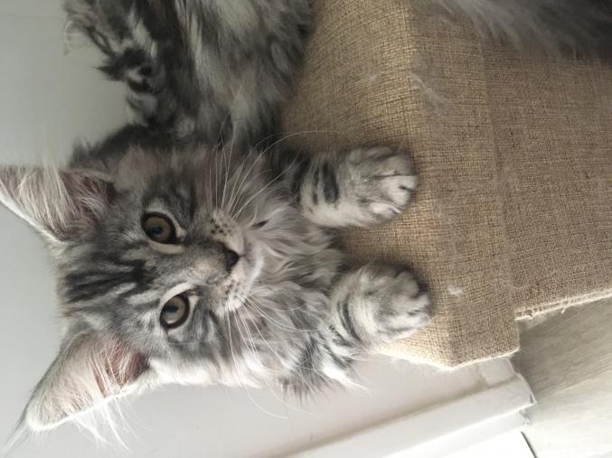 Chaton Maine Coon