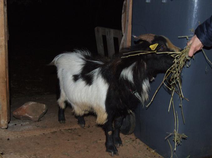 Petit bouc toy 3 ans