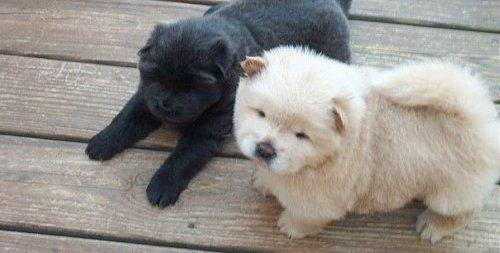 Chiots de Chow Chow