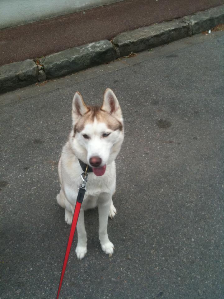 Donne husky siberien femelle