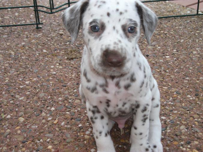 9 chiots dalmatiens
