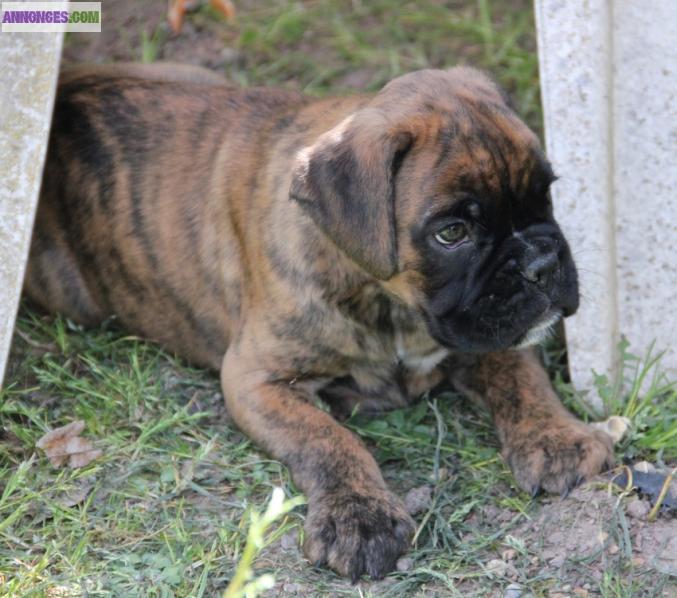 Chiot boxer LOF