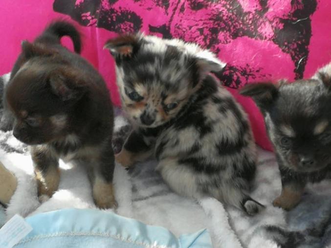 Chihuahuas LOF disponible