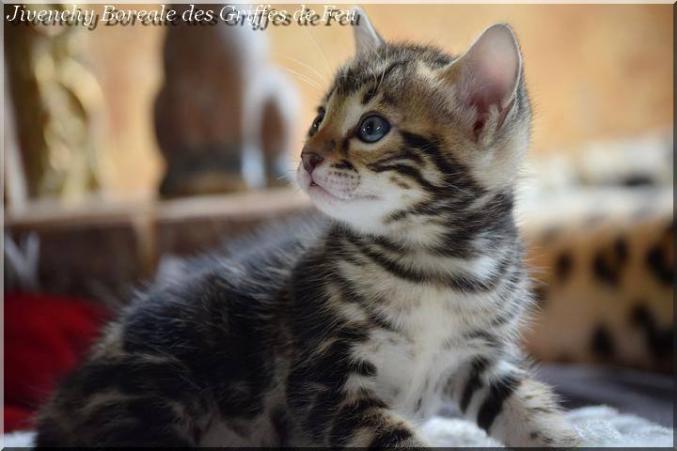 Chaton Bengal
