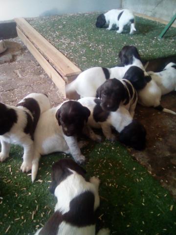 Chiots petit epagneul de munsterlander