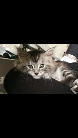 Chaton Maine Coon