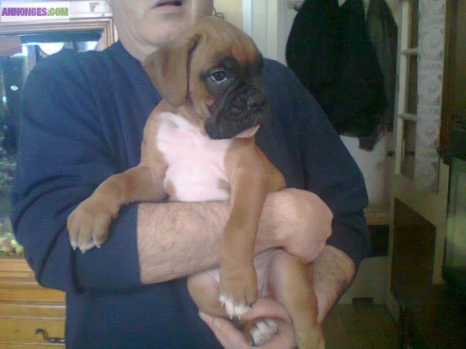 Chiots Boxer a Réservé