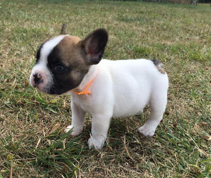 A DONNER CHIOT BOULEDOGUE FRANCAIS