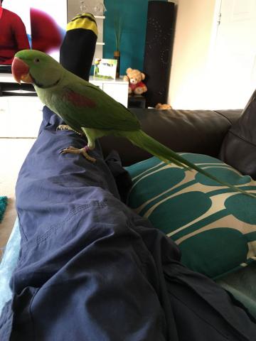 Magnifique perruche a collier