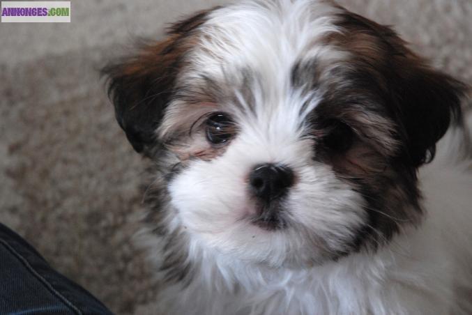 Chiot Shih Tzu Femelle disponible de suite.