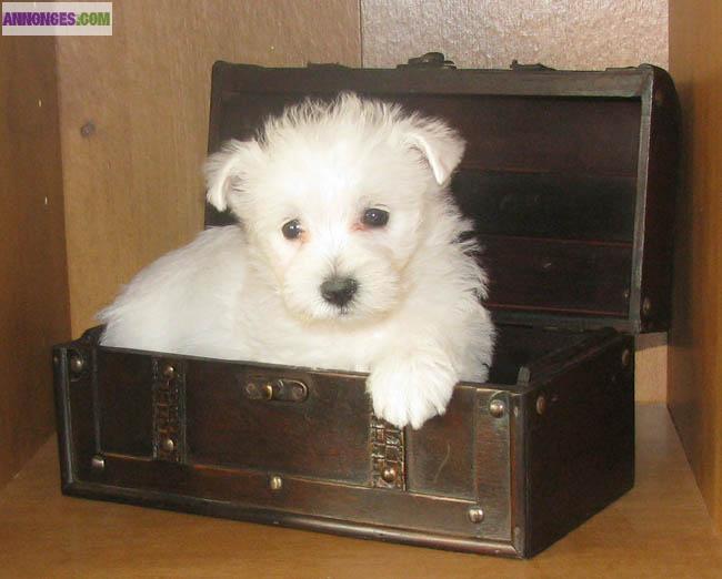 Superbes chiots de type westie (non L.O.F).